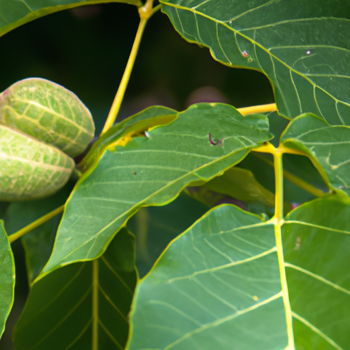 Beneficios de las Nueces: Protección Natural contra la Inflamación Crónica